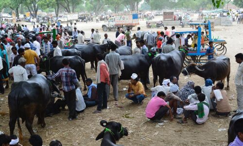 UPs Slaughterhouse Crackdown: Butchers, Farmers, Traders Hit, Big Businesses Gain