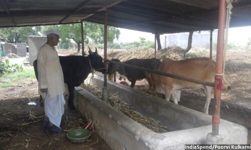 Why Pundalikrao Ukarde Does Not Want To Raise Cows Anymore Why Pundalikrao Ukarde Does Not Want To Raise Cows Anymore