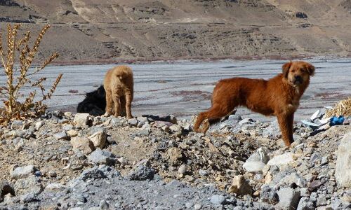 In Cold Himalayan Desert, Feral Dogs Are Killing More Livestock Than Snow Leopards In Cold Himalayan Desert, Feral Dogs Are Killing More Livestock Than Snow Leopards