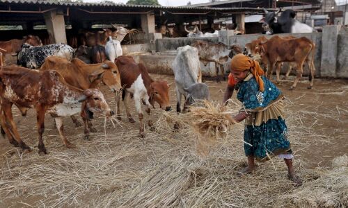 99.38% Indians Now Live In Areas Under Cow-Protection Laws 99.38% Indians Now Live In Areas Under Cow-Protection Laws