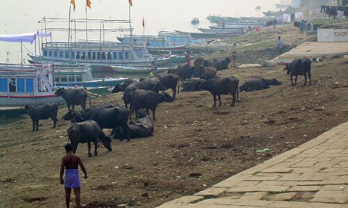 With Pastures Shrinking, India May Have To Import Milk By 2021