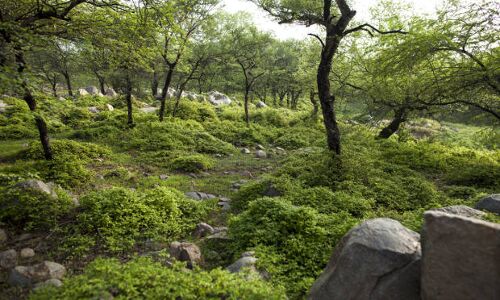 As Maharashtra Makes Big Mining Push, Tribals Push Back As Maharashtra Makes Big Mining Push, Tribals Push Back