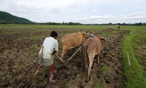 Farmer Suicides Up 42% In 2015, Second Consecutive Drought Year Farmer Suicides Up 42% In 2015, Second Consecutive Drought Year