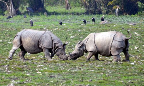Indias Rhino Population Up 35 Times In 107 Years