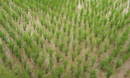 Monsoon Ends This Week, Record Food Output Likely Monsoon Ends This Week, Record Food Output Likely