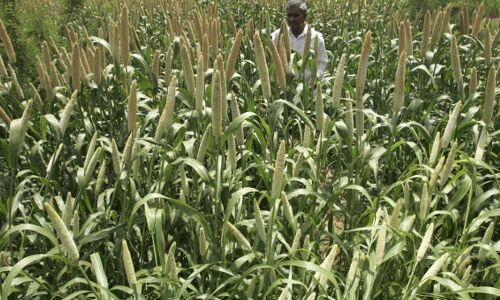 A Millets Revival Could Solve Indias Malnutrition Problem, Benefit Farmers A Millets Revival Could Solve Indias Malnutrition Problem, Benefit Farmers