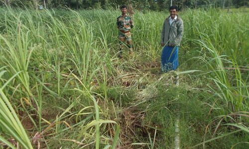A Toll-free Number Helps Villagers Live With Animals A Toll-free Number Helps Villagers Live With Animals