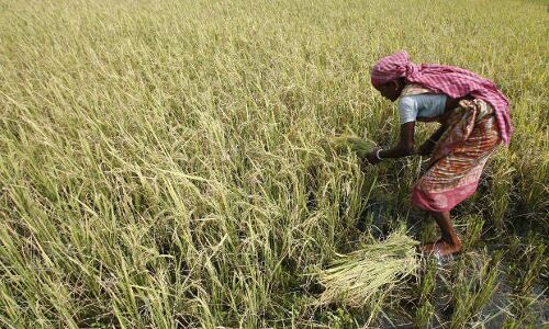 Why Small Farmers In Tamil Nadu Borrow Money At 60% Interest Why Small Farmers In Tamil Nadu Borrow Money At 60% Interest