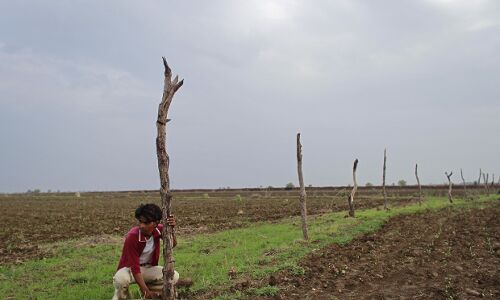 Crop Damage By Wild Animals Declined 33%: Govt Crop Damage By Wild Animals Declined 33%: Govt