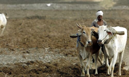 9 Farmers Commit Suicide Daily In Drought-Hit Maharashtra