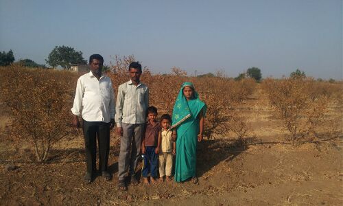 Dying Pomegranates And The Threat To Indias New Farming