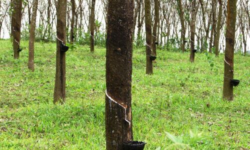 Cheap Imports Imperil A Million Rubber Farmers Cheap Imports Imperil A Million Rubber Farmers