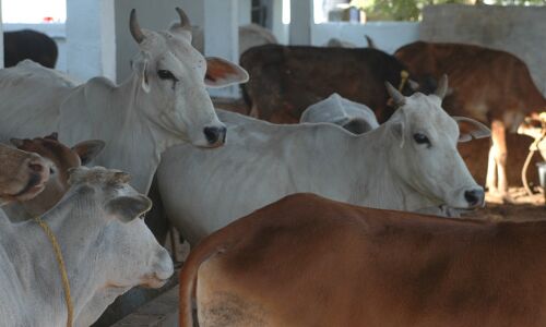 Lesson From Maharashtra: Without Slaughter, Cattle-Farming Hard Lesson From Maharashtra: Without Slaughter, Cattle-Farming Hard