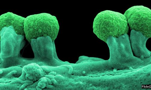 In 5 Years, Threat Of Drug-Resistant Superbugs Doubles In 5 Years, Threat Of Drug-Resistant Superbugs Doubles