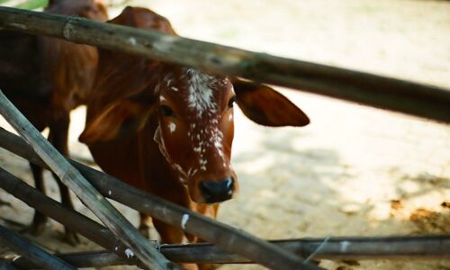 Beef Consumption Rises (Marginally), Indians Seek Protein Beef Consumption Rises (Marginally), Indians Seek Protein