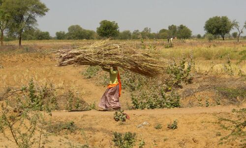 No Drought In India--Yet--But Rains Stay Away No Drought In India--Yet--But Rains Stay Away
