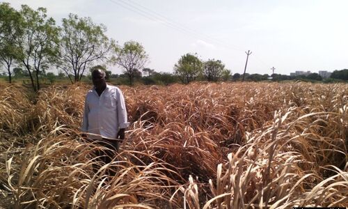 52% Rainfall Deficit Deepens Maharashtra Record Drought