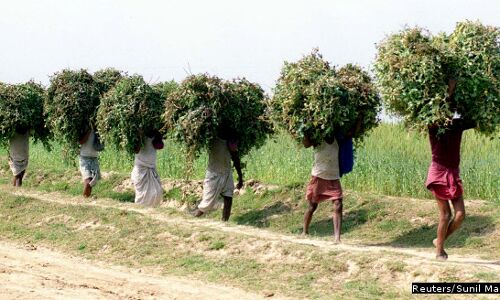 Bihar’s Youth Problem: Still Working The Farms Bihar’s Youth Problem: Still Working The Farms
