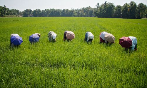 Farm Sector Growth: 0.2%. Rural-Urban Divide Widens