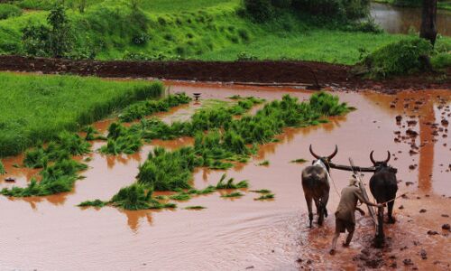 For India’s Farmers, Harder Life Ahead: Latest Studies For India’s Farmers, Harder Life Ahead: Latest Studies