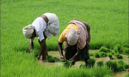 Farmed Land Drops Over 25 Years, So Does Food Per Person Farmed Land Drops Over 25 Years, So Does Food Per Person