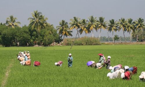 Kerala’s New Gambit: Pay Interest On Agri Loans Kerala’s New Gambit: Pay Interest On Agri Loans