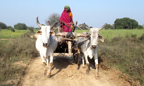 Indias Quiet Women Farmers Slip Into Crisis Indias Quiet Women Farmers Slip Into Crisis