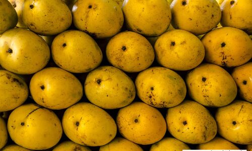 Bad News, Mango Lovers. Good News, India Bad News, Mango Lovers. Good News, India
