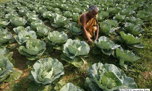 For First Time, A Seminal Change In India’s Agriculture For First Time, A Seminal Change In India’s Agriculture
