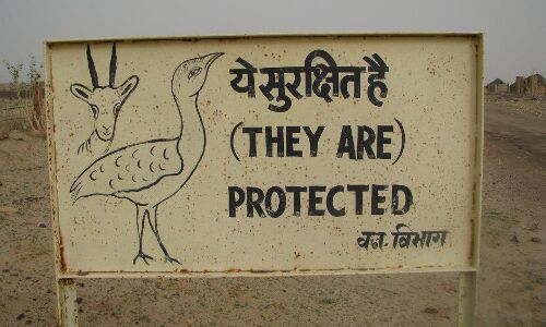 Is Data Noise Drowning Out The Chinkara’s Sneeze? Is Data Noise Drowning Out The Chinkara’s Sneeze?