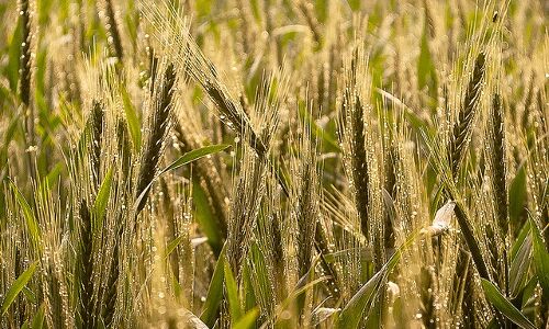 India’s Biggest Farm Challenge: Improving Output India’s Biggest Farm Challenge: Improving Output