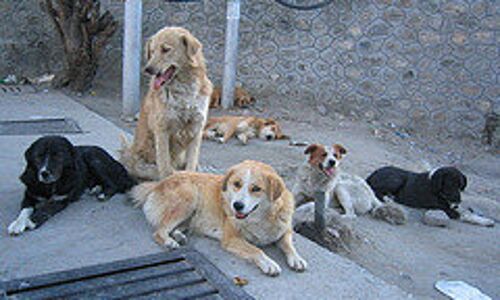 Kashmirs Dogged Troubles Kashmirs Dogged Troubles
