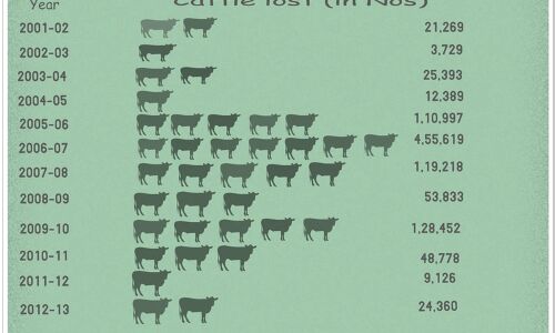 Sharp Fall In Cattle Deaths Due To The Disaster Management Act, 2005