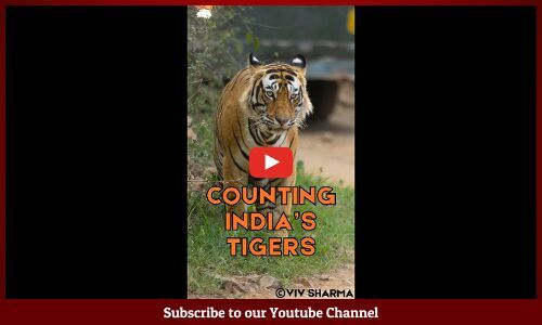 Watch: How India’s Tigers Are Counted