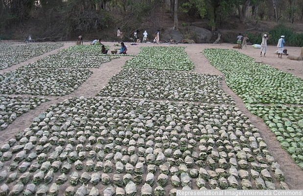 Tendu leaves are dried and bundled for sale. Wikimedia Commons