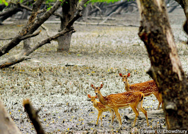 Bengal tigers could vanish from the Sundarbans, one of their final strongholds
