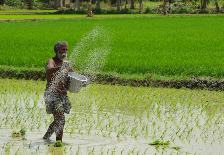 India Must Shift Rice Growing East From Punjab & Haryana To Prevent ...