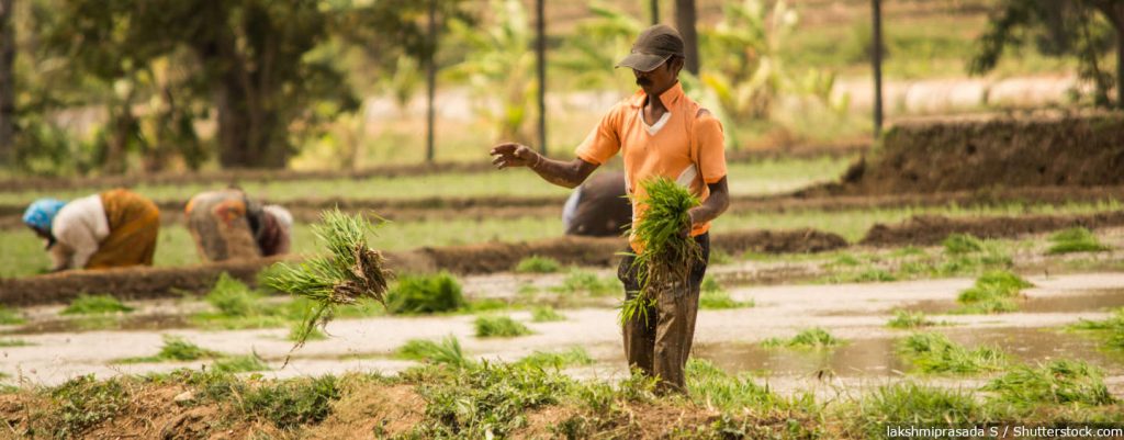 Erratic Monsoon, Driven By Climate Change, Damaged 25% Crops In Karnataka's Kaveri Basin | - IndiaSpend