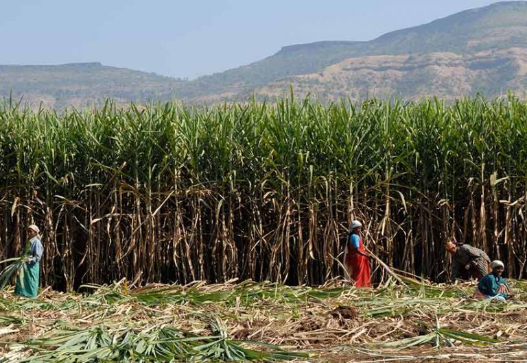 Nearing Desertification, Marathwada Isn’t Giving Up Water-Guzzling Sugarcane. Here’s Why 1