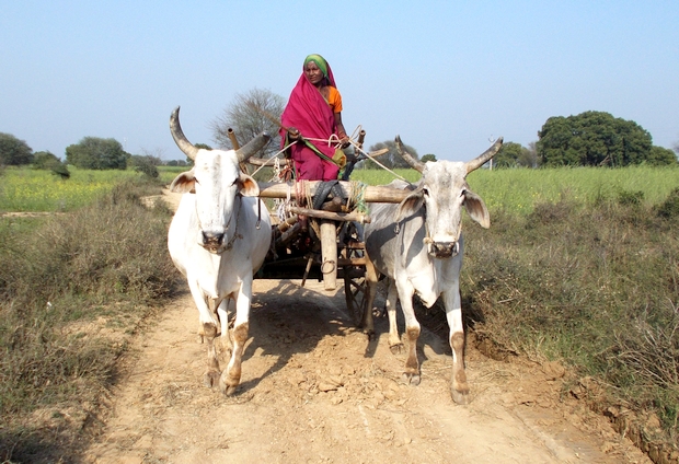 620_main_Woman Farmer Kalli in Banda - Copy