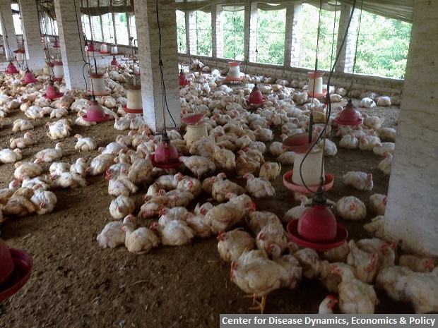 CDDEP_IMAGE 1_Poultry