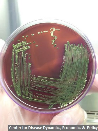 CDDEP_IMAGE 4_Bacteria