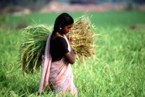 Farming - Story Image - 300x200-23042013